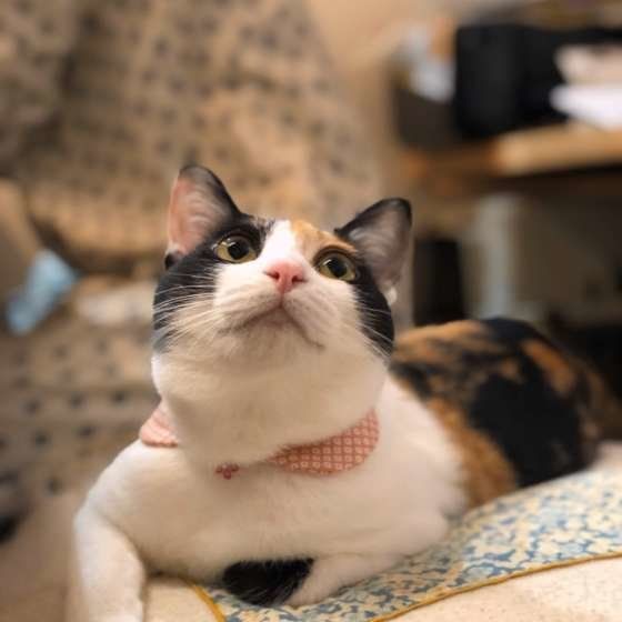 ミケの雅ちゃん