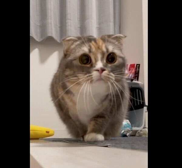 「獲物」を狙うほたてちゃん