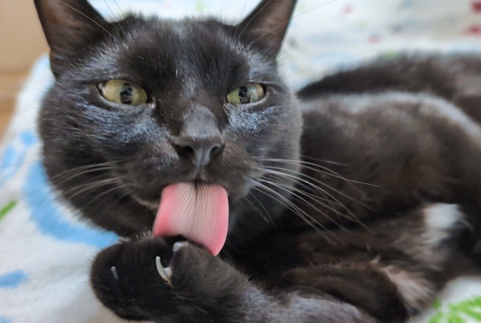 「べろ～ん」なロコくん