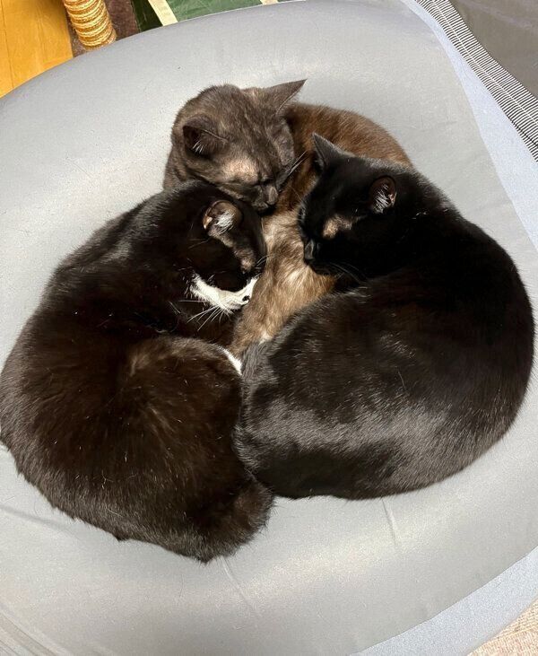 猫団子状態のノワちゃん、グリくん、仗助くん