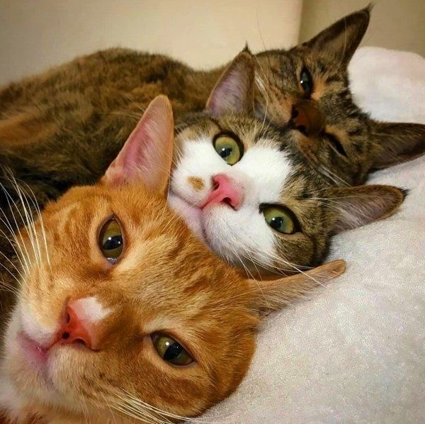 動きがシンクロする猫