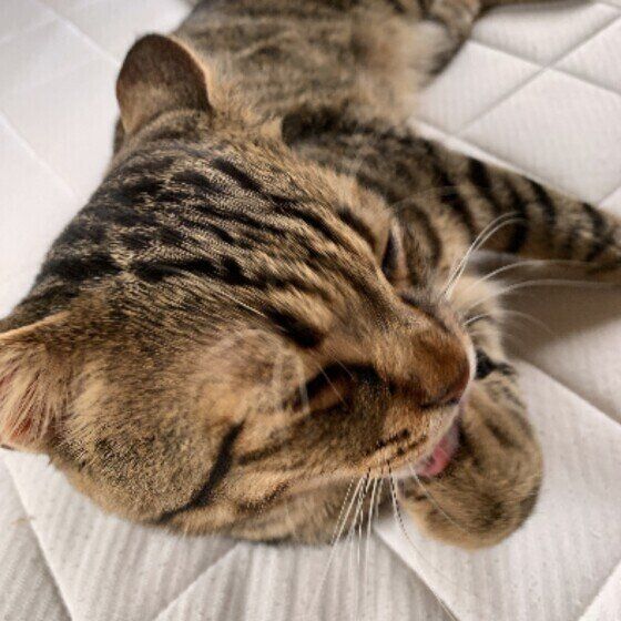 前足をなめる猫