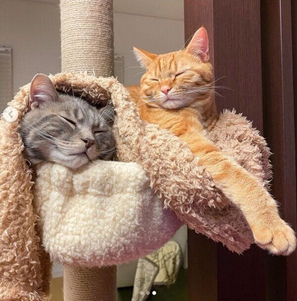 仲良く眠るサクくんとヨルくん