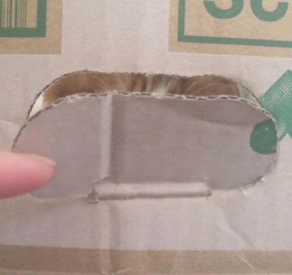 ダンボールの隙間からチラ見えする猫