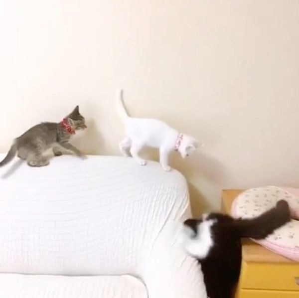 隙間に落ちた猫とそれを見ていた猫 衝撃のオチに思わずビックリ ねこのきもちweb Magazine