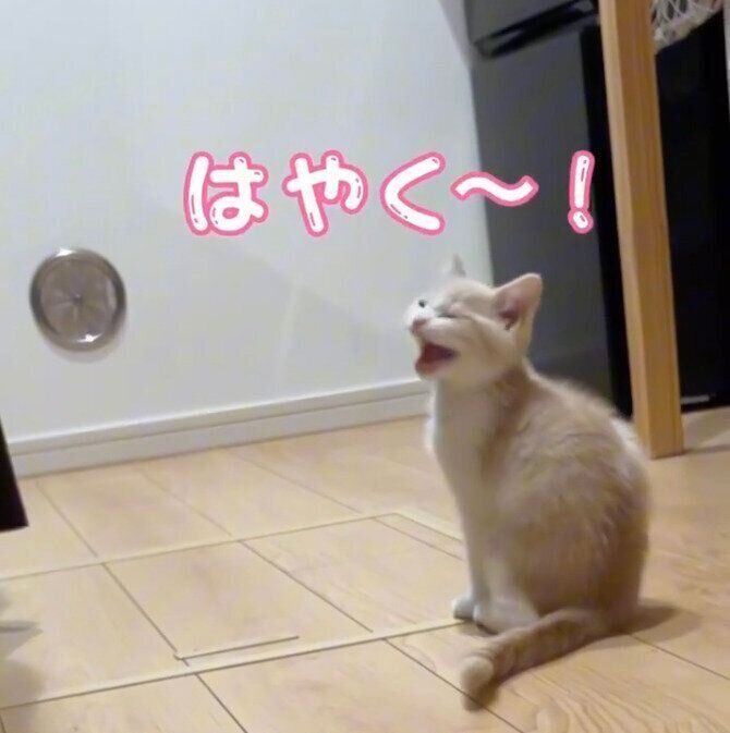 ごはんが欲しくて鳴くなるとくん