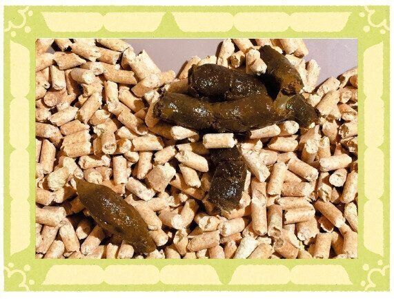 撮影／ねこのきもち読者