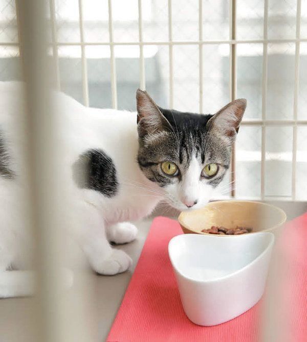 猫のケージのメリットと慣れさせ方
