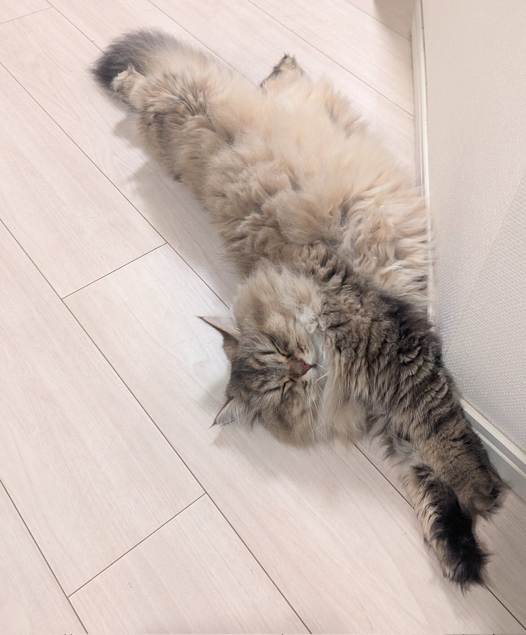 ヘソ天寝をするちまきちゃん