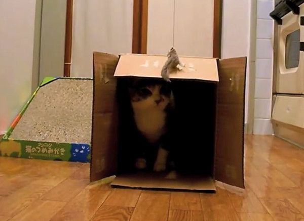 箱の中で遊ぶ猫