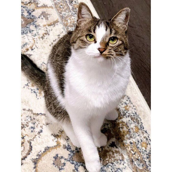 2025年12月に撮影した「冬毛」のラテちゃん