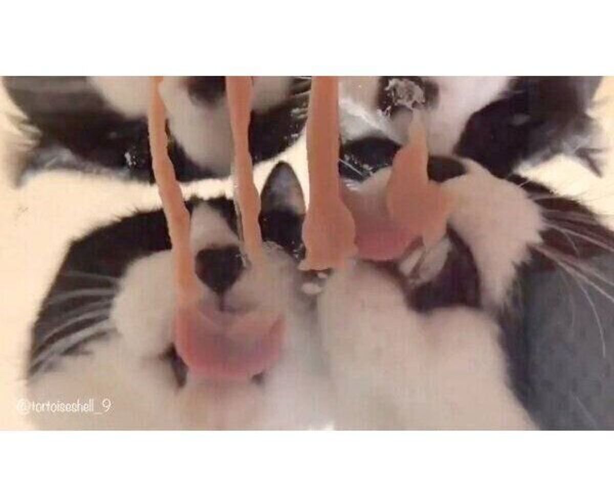 ちゅ る を舐める猫たちを下から眺めたら 猫好きにはたまらない絶景が ねこのきもちweb Magazine ちゅ る を舐める猫たちを下から眺めたら 猫好きにはたまらない絶景が ねこのきもちweb Magazine