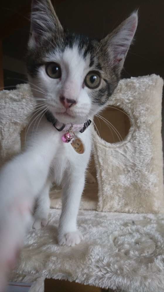 カメラに手を伸ばす青木ミー太郎