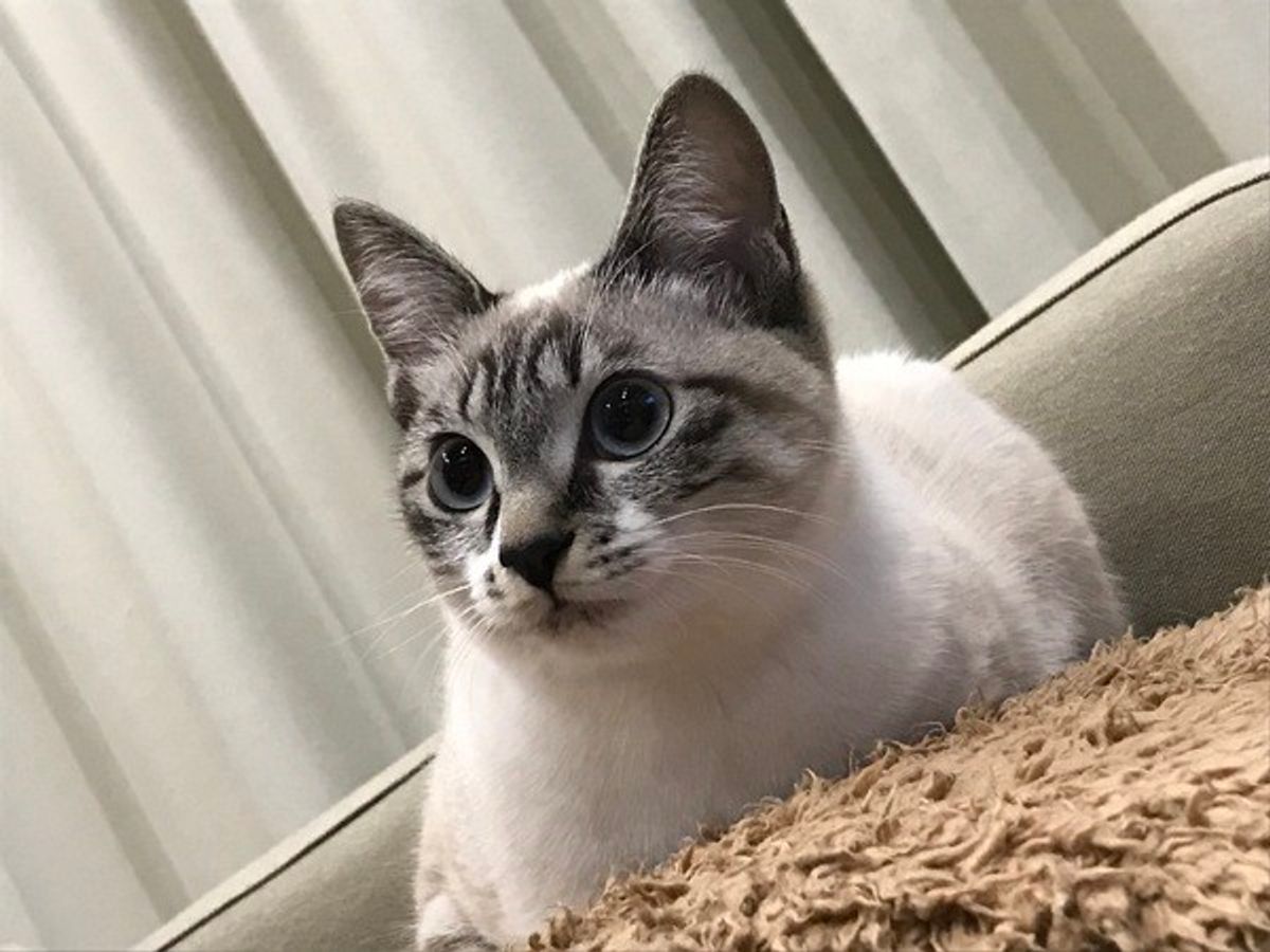 猫のダニ被害 かゆいだけでない 感染症リスクもあるから要注意 ねこのきもちweb Magazine 猫のダニ被害 かゆいだけでない 感染症リスクもあるから要注意 ねこのきもちweb Magazine