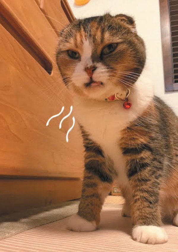 猫の「フレーメン反応」