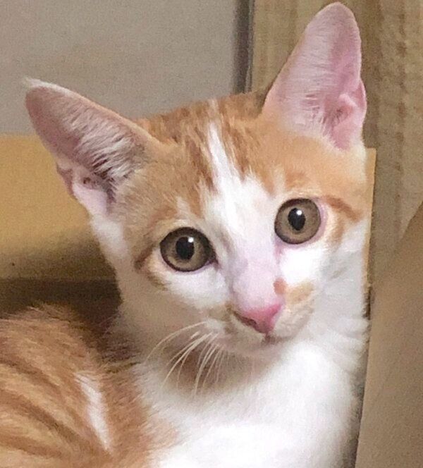 生後4カ月ごろのごえもんくん