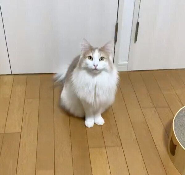 こんなの耐えられるわけない！ 仕事中の飼い主を「誘惑」する猫が