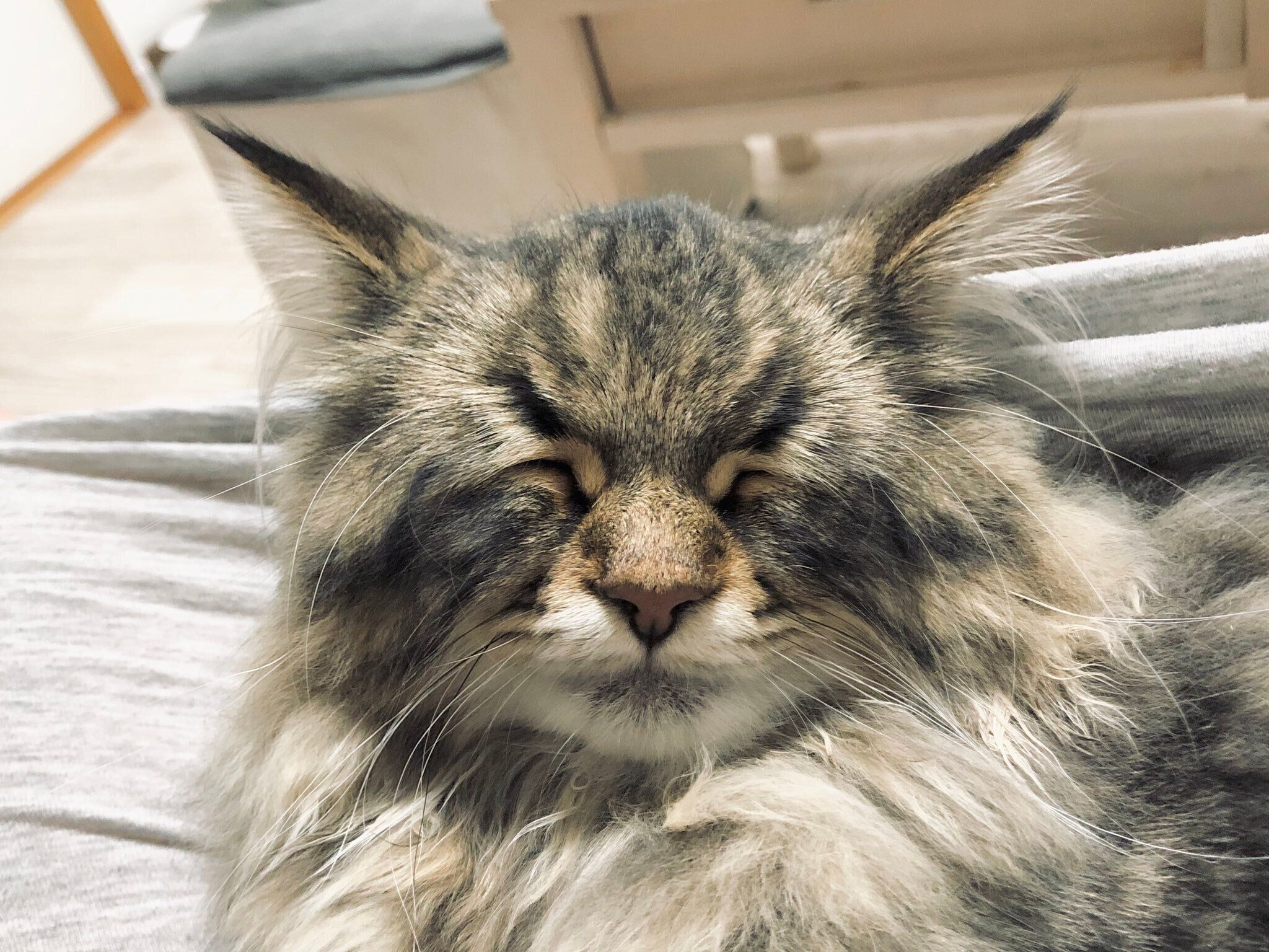 ゴルゴ顔のヤマネコくん