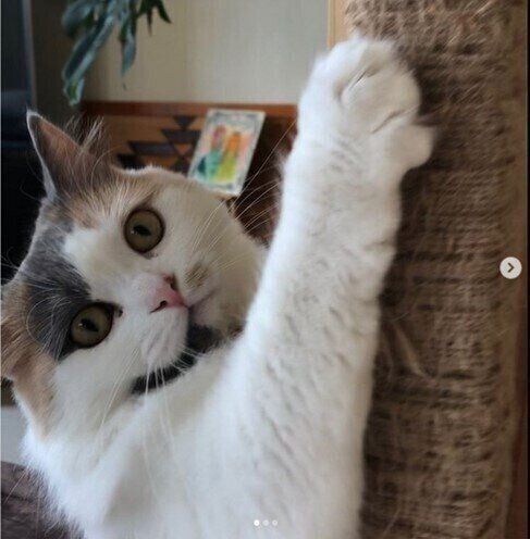 爪とぎをするポコ太郎ちゃん