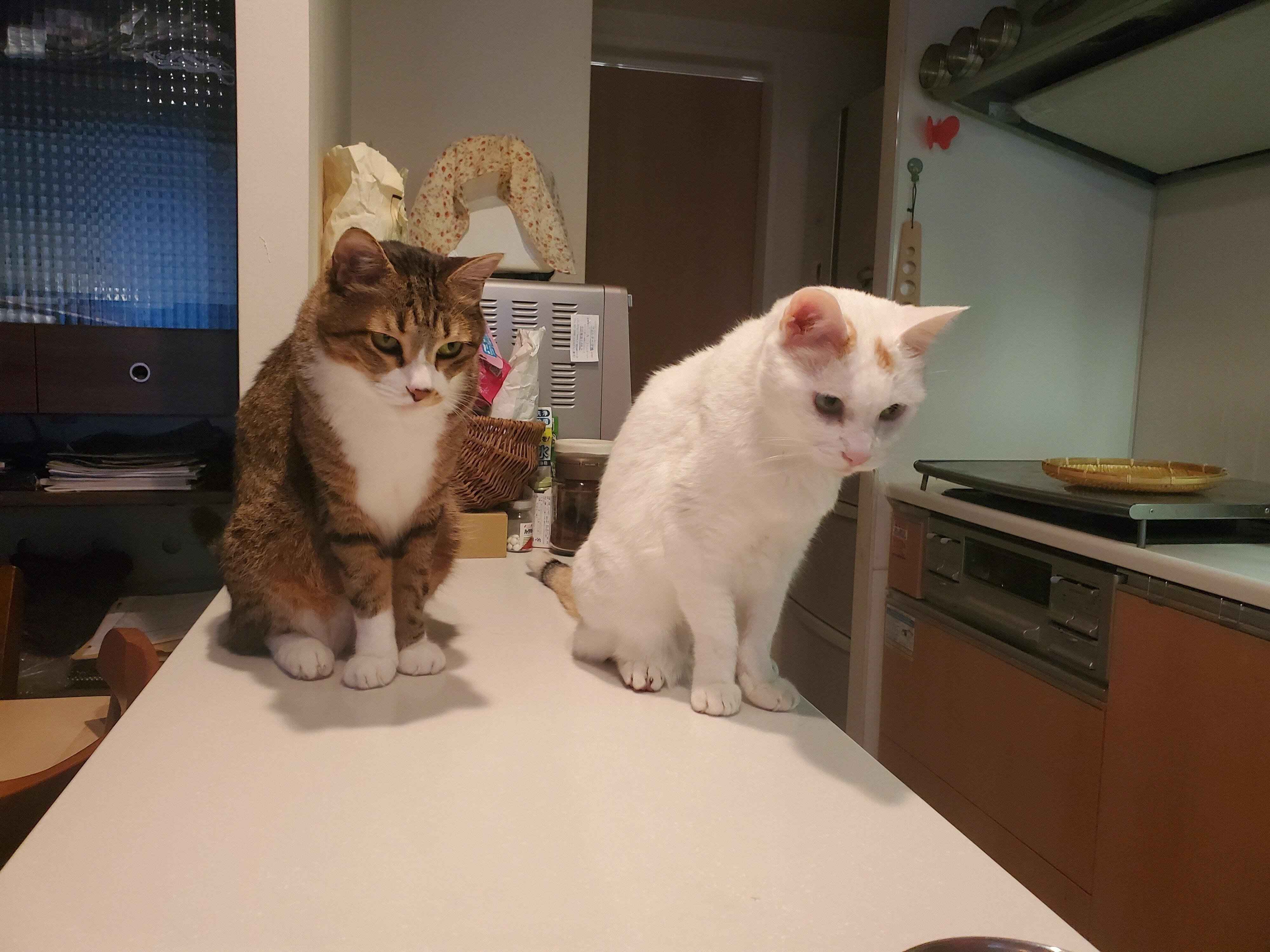 ねこのきもちWEB MAGAZINE ねこの日企画「MEN'S CAT」