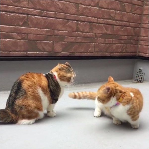 ニャンコの逆襲