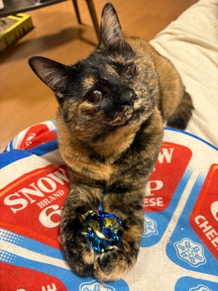 おもちゃで遊ぶ小梅ちゃん