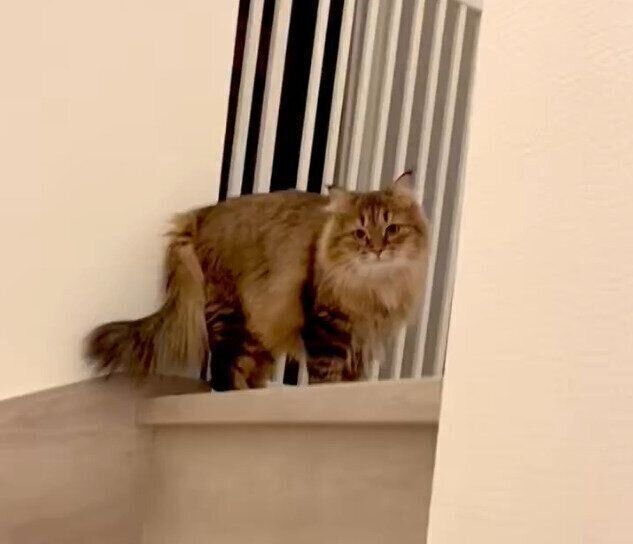 階下から上がってくる飼い主さんを見ているビビちゃん