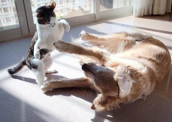 ゴールデン・レトリーバーと猫