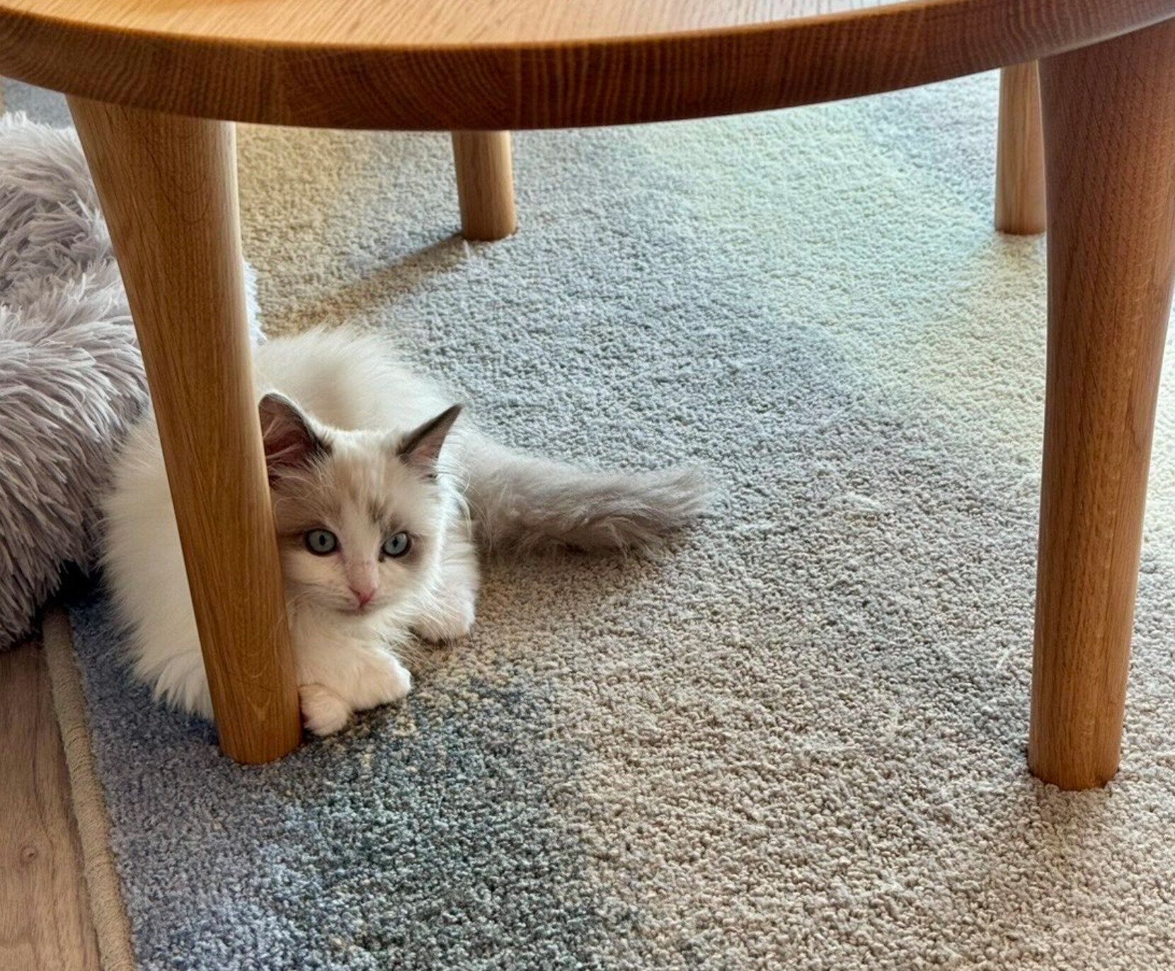 お迎えしたばかりのころに撮影したはんぺんくん