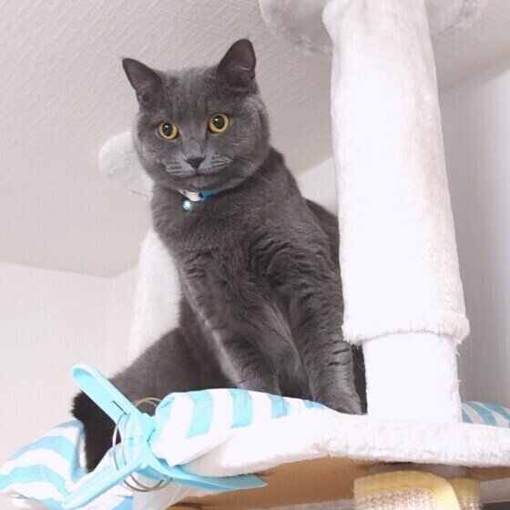 ブリティッシュショートヘアのレイちゃん