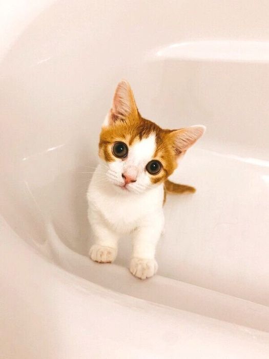 浴槽の中で見張るもち丸くん