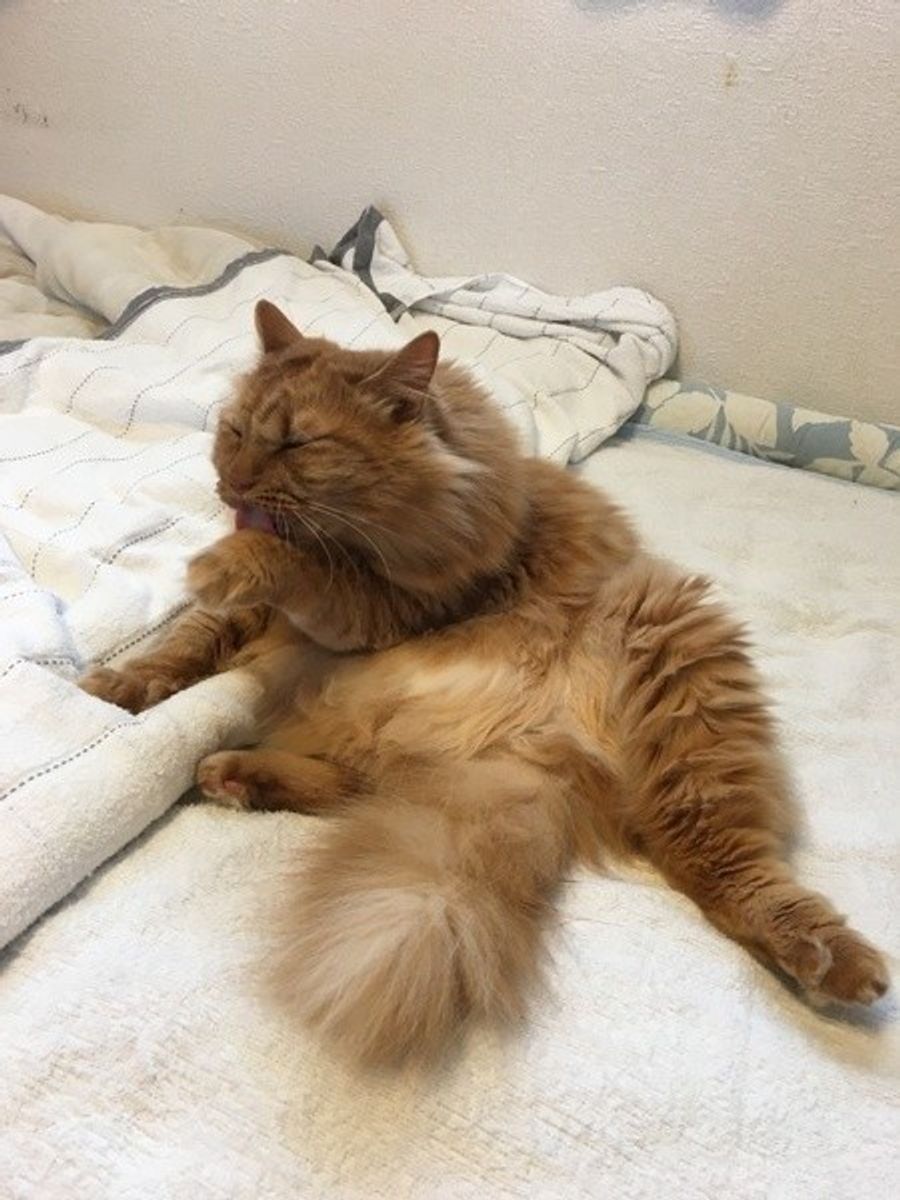 猫がぺろぺろ舐める その理由はたくさんあった ねこのきもちweb Magazine 猫がぺろぺろ舐める その理由はたくさんあった ねこのきもちweb Magazine