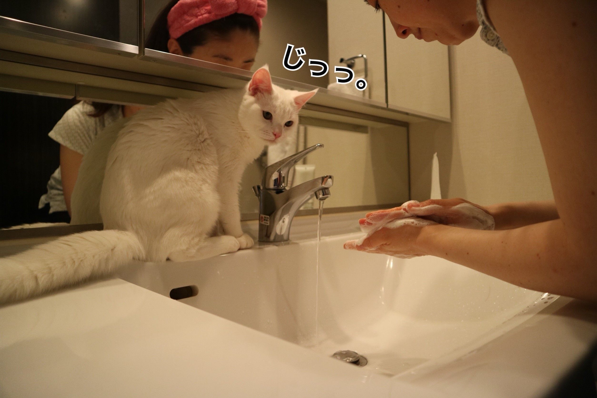 邪魔u2026u2026だけどかわいい、u201cじゃまかわいいu201d猫たち、集めました♡｜ねこの 