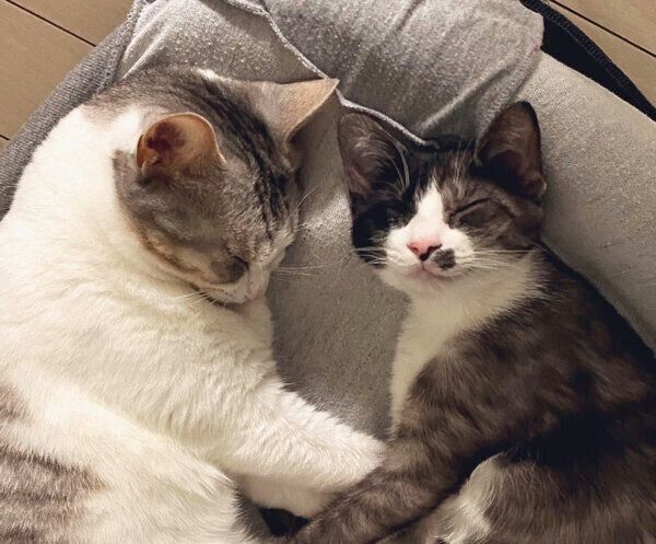 仲良く眠るとうふちゃん、もやしくん