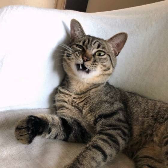 変顔をするキジトラ