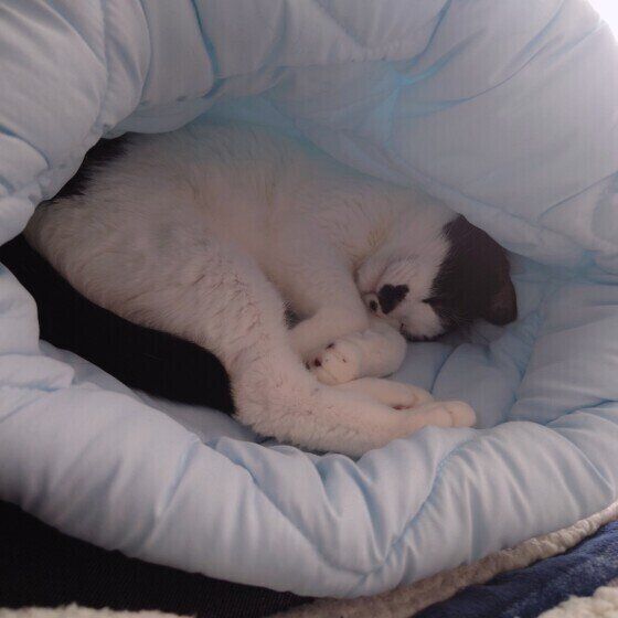 お昼寝海大  MIX黒×白