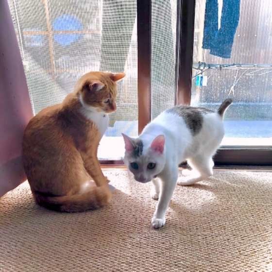 窓際の猫ちゃんたち