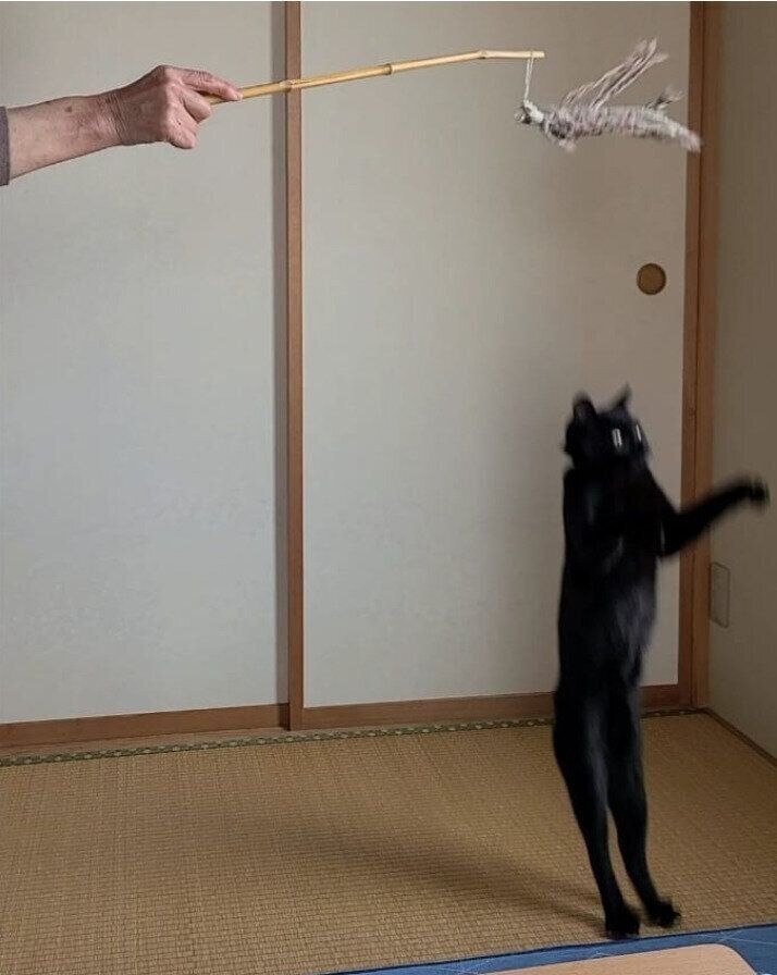 猫じゃらしで遊ぶ猫（オス）