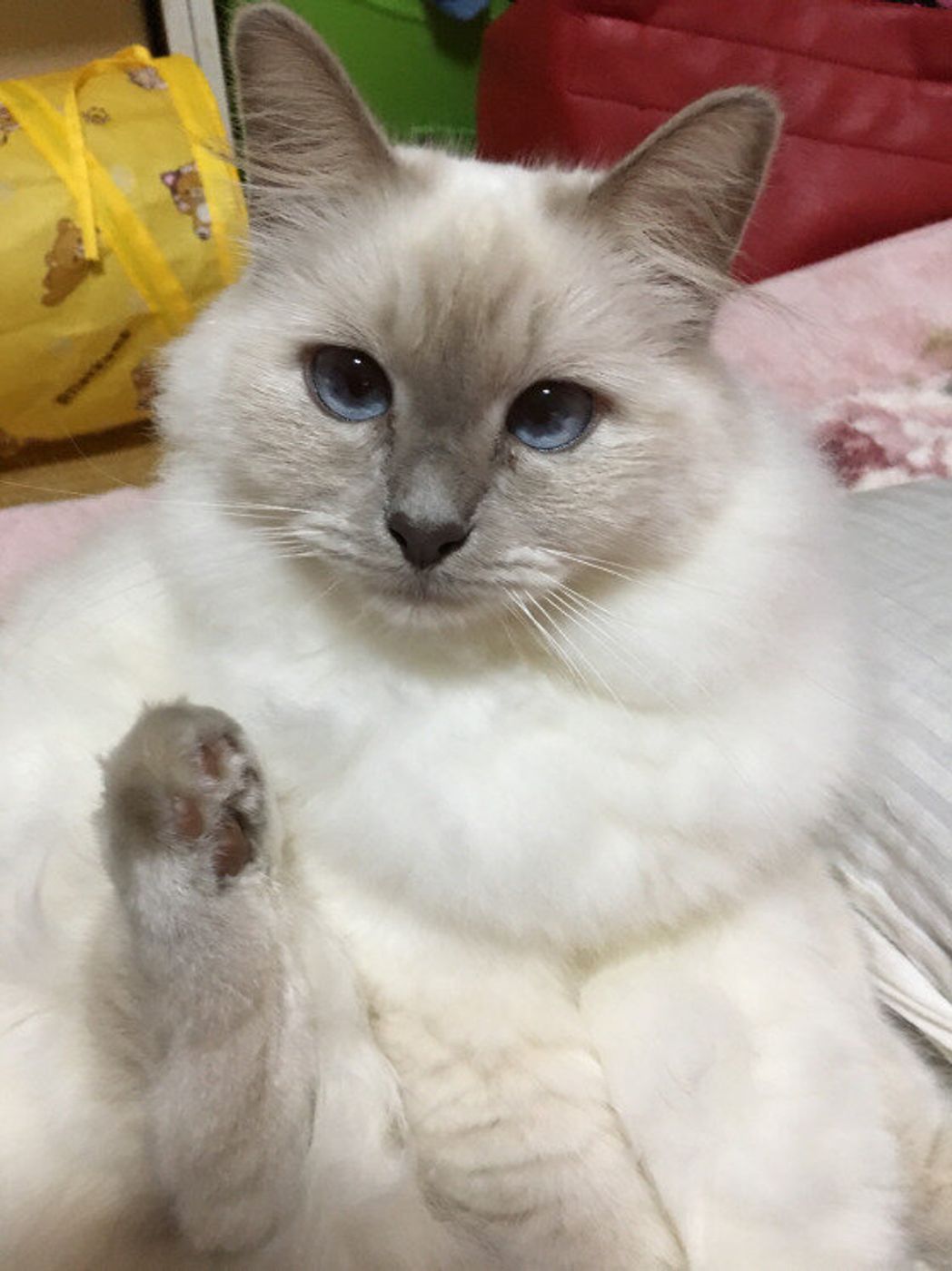 ビルマの寺院の伝説にも登場する バーマン ってどんな猫 ねこのきもちweb Magazine ビルマの寺院の伝説にも登場する バーマン ってどんな猫 ねこのきもちweb Magazine