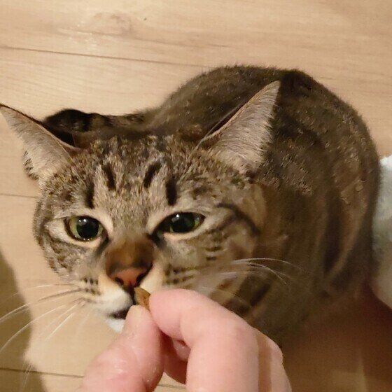 おやつを食べる猫