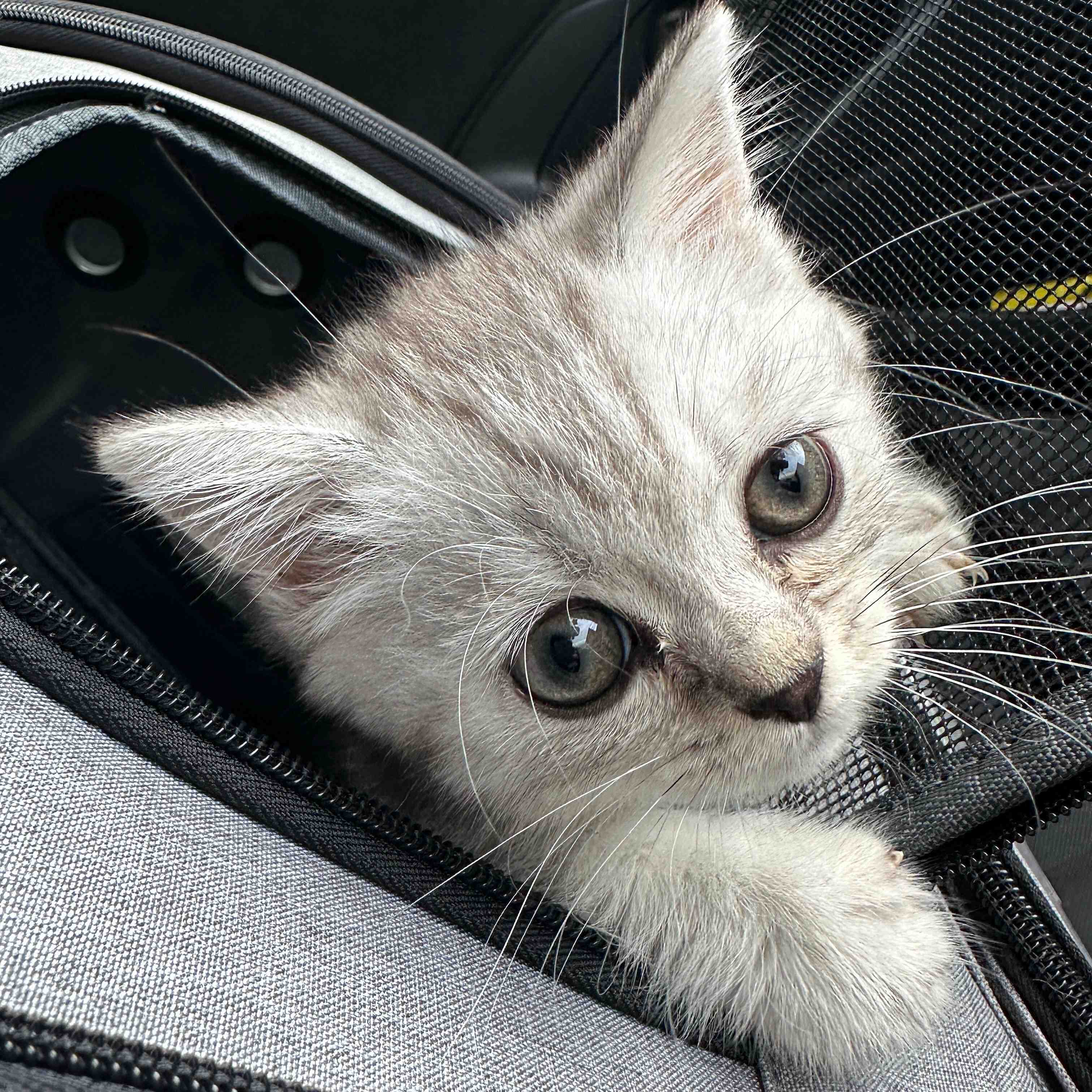 お迎え当時のしらすおろしくん