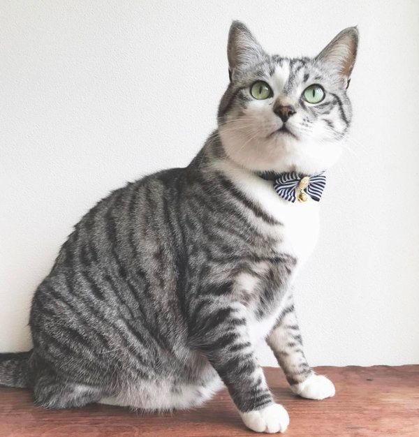 猫の春太郎くん