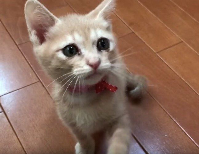 カメラマンに猫パンチ