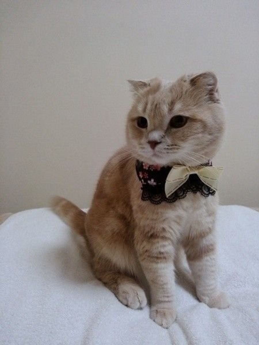 獣医師監修 猫は何日出ないと便秘 与えたい食べ物やマッサージなど ねこのきもちweb Magazine 獣医師監修 猫は何日出ないと便秘 与えたい食べ物やマッサージなど ねこのきもちweb Magazine