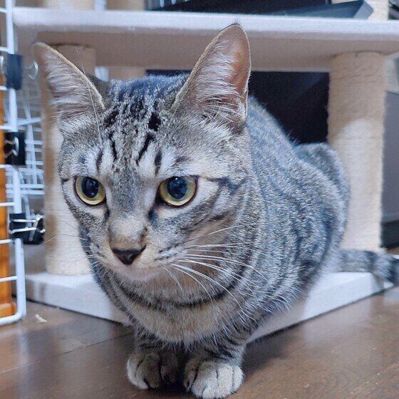 キジトラの北斗くん