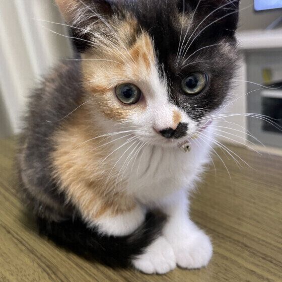 ミケ猫のミロちゃん