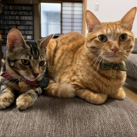 猫と並ぶうるくん（MIX）