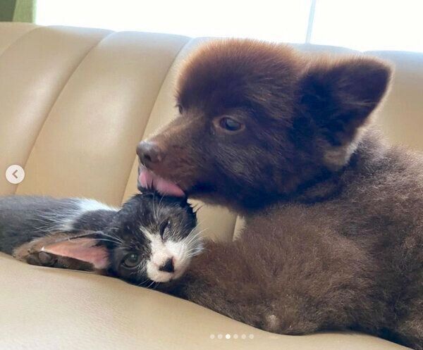 だー子ちゃんを舐めるくまくん