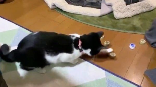 ペットボトルのキャップを触るはかせちゃん