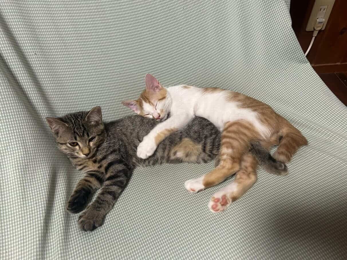 くっついている2匹の猫